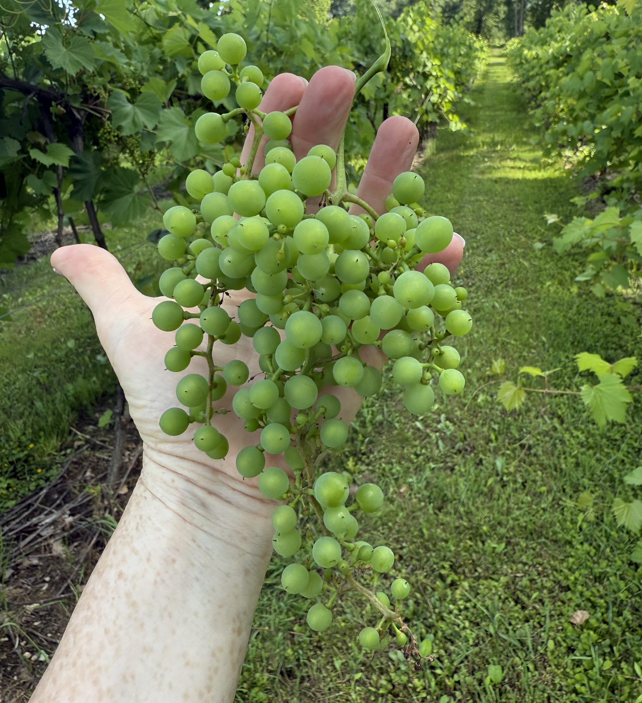 A hand holding a bundle of grapes.